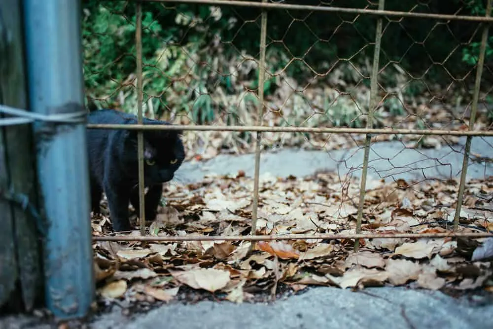 黒猫