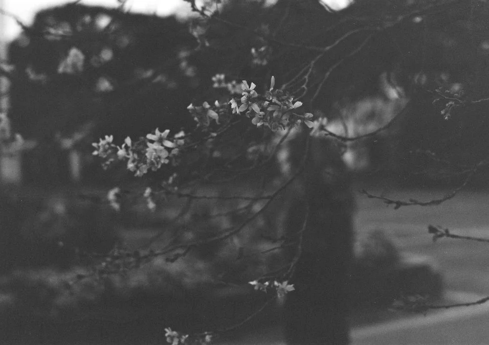 【ACROS】Leica M3とELMAR 50mmF2.8でお散歩