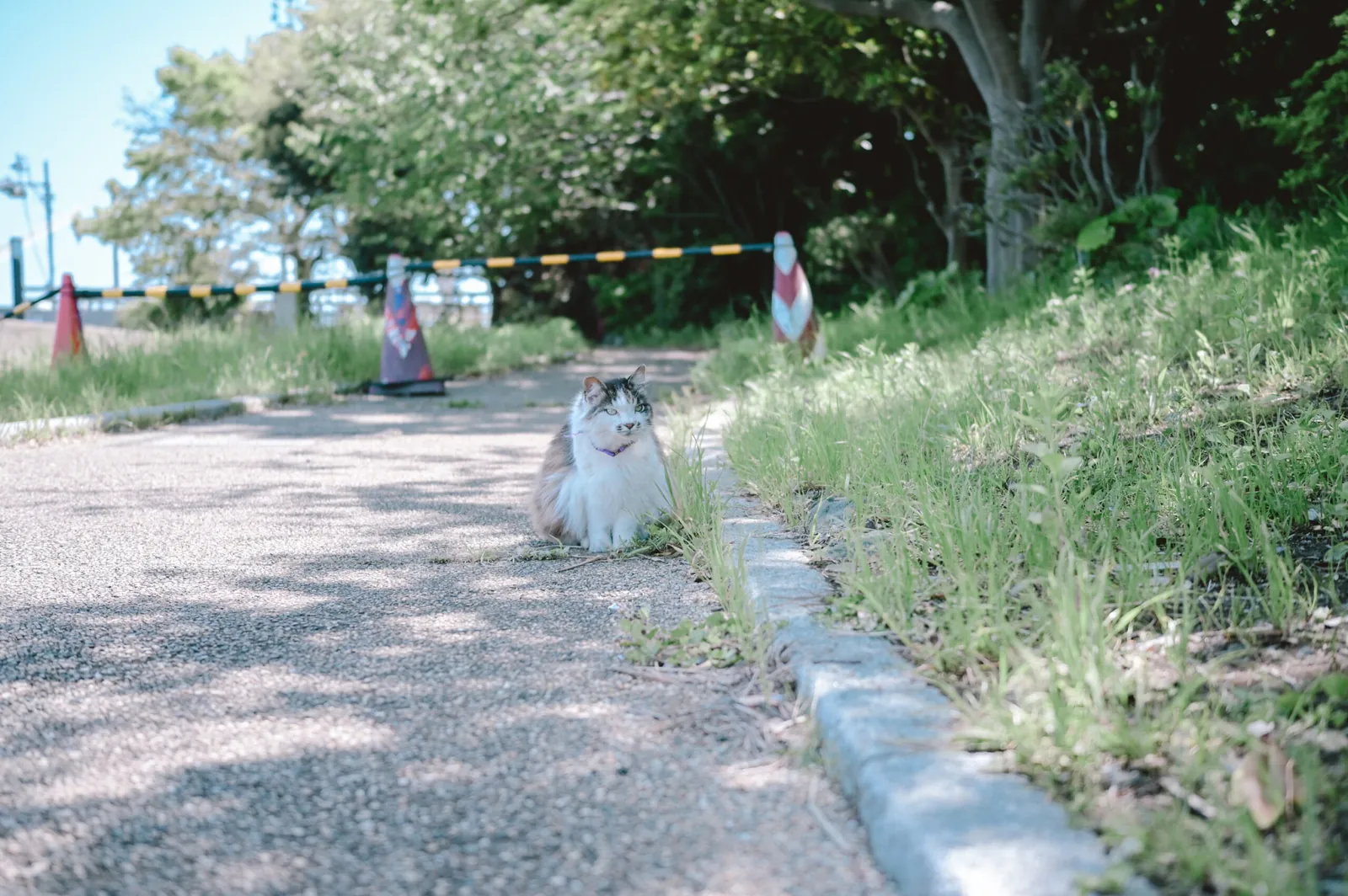 ぶらり江ノ島【Nikon Z6,SIGMA 45mm F2.8 Contemporary】