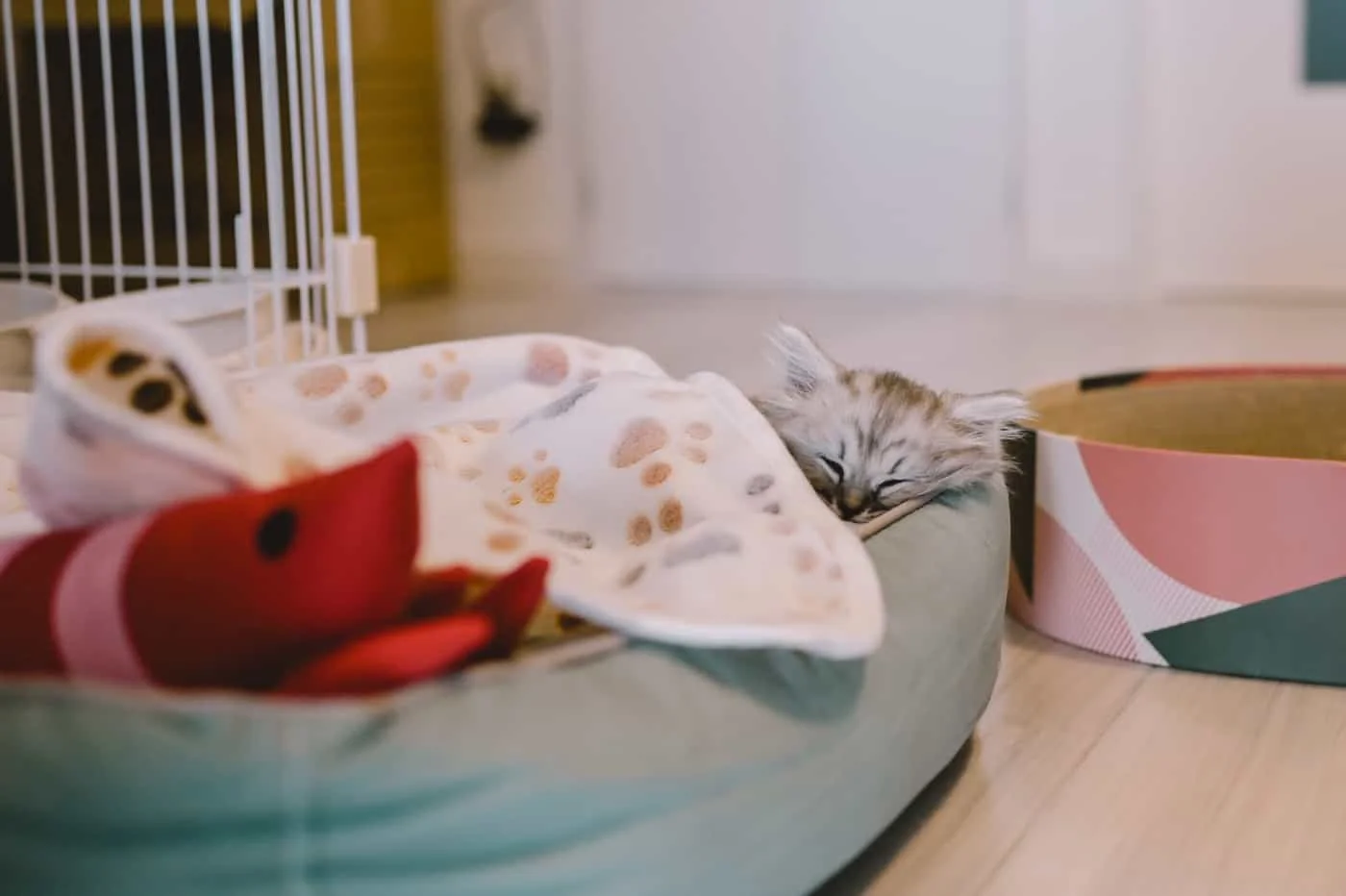 【Nikon Z 6】子猫との7日間