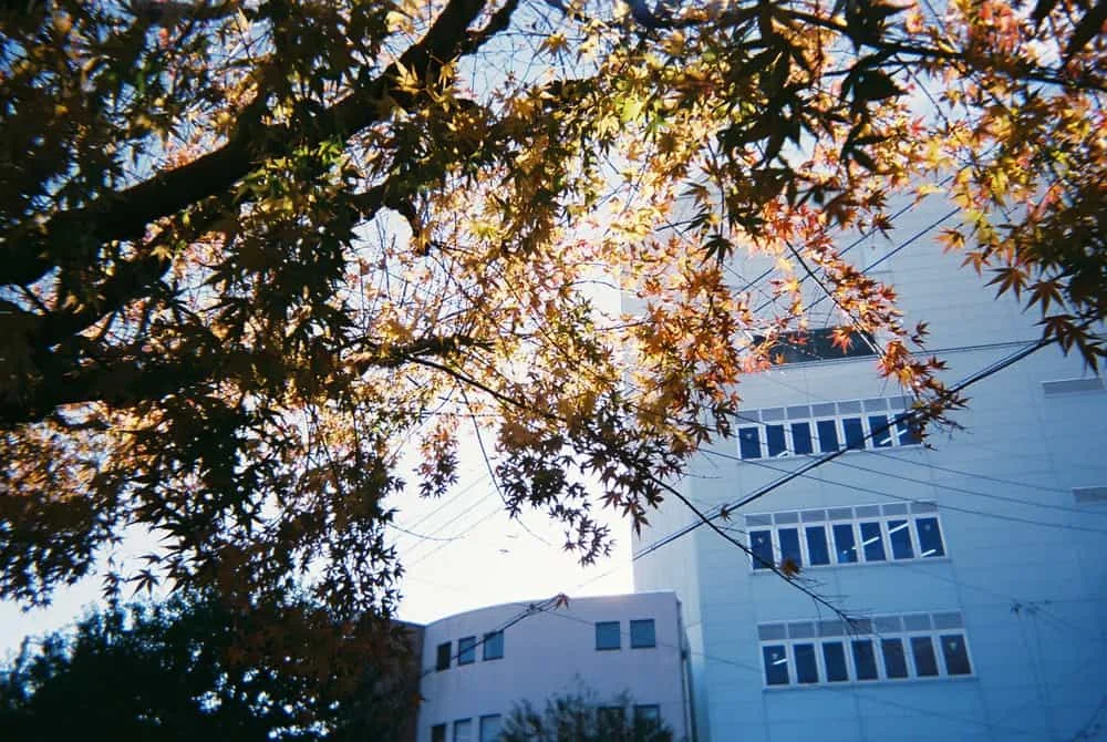 いい感じの紅葉
