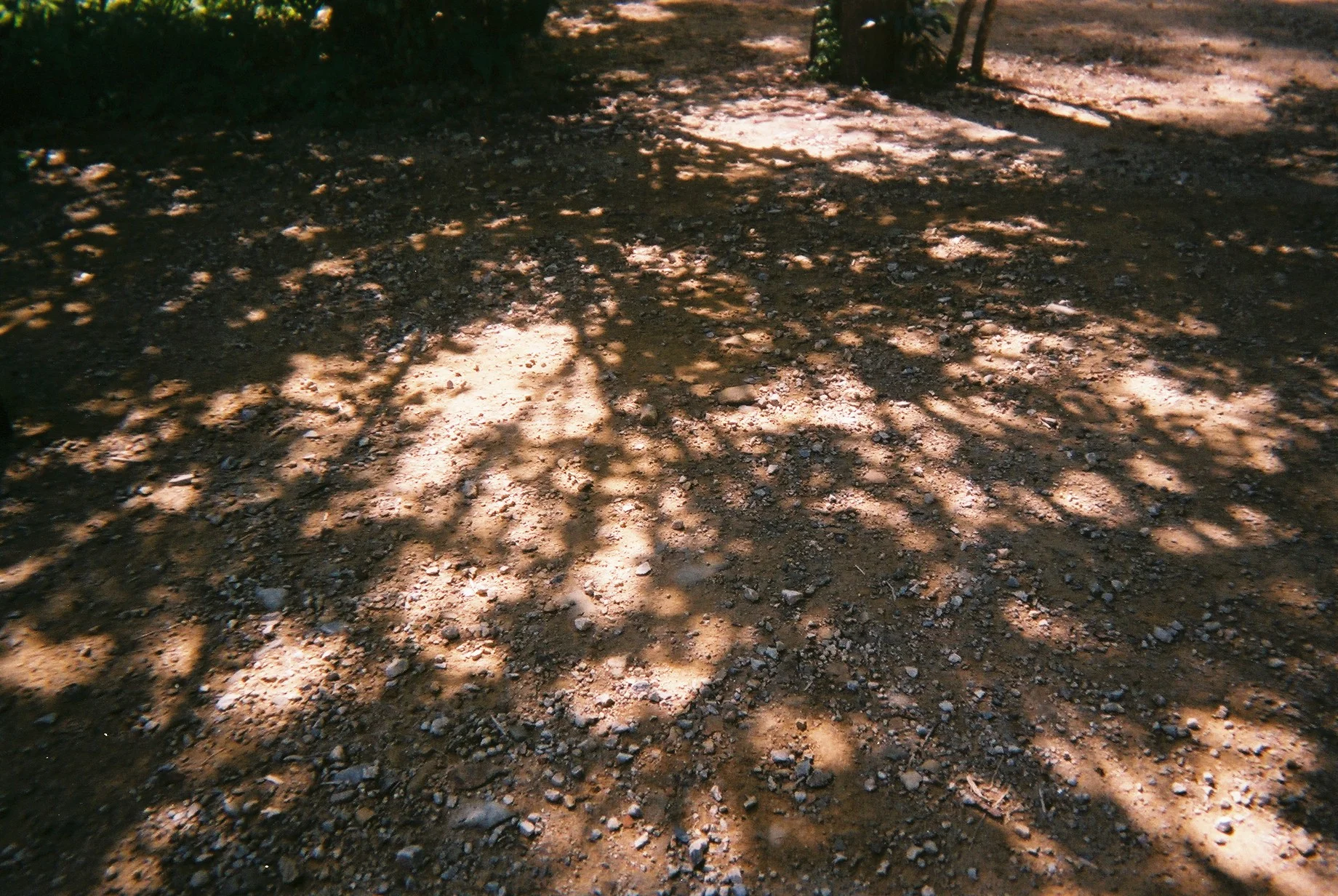 キャンプと写ルンです